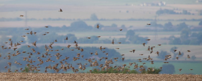 Linnets take to the air